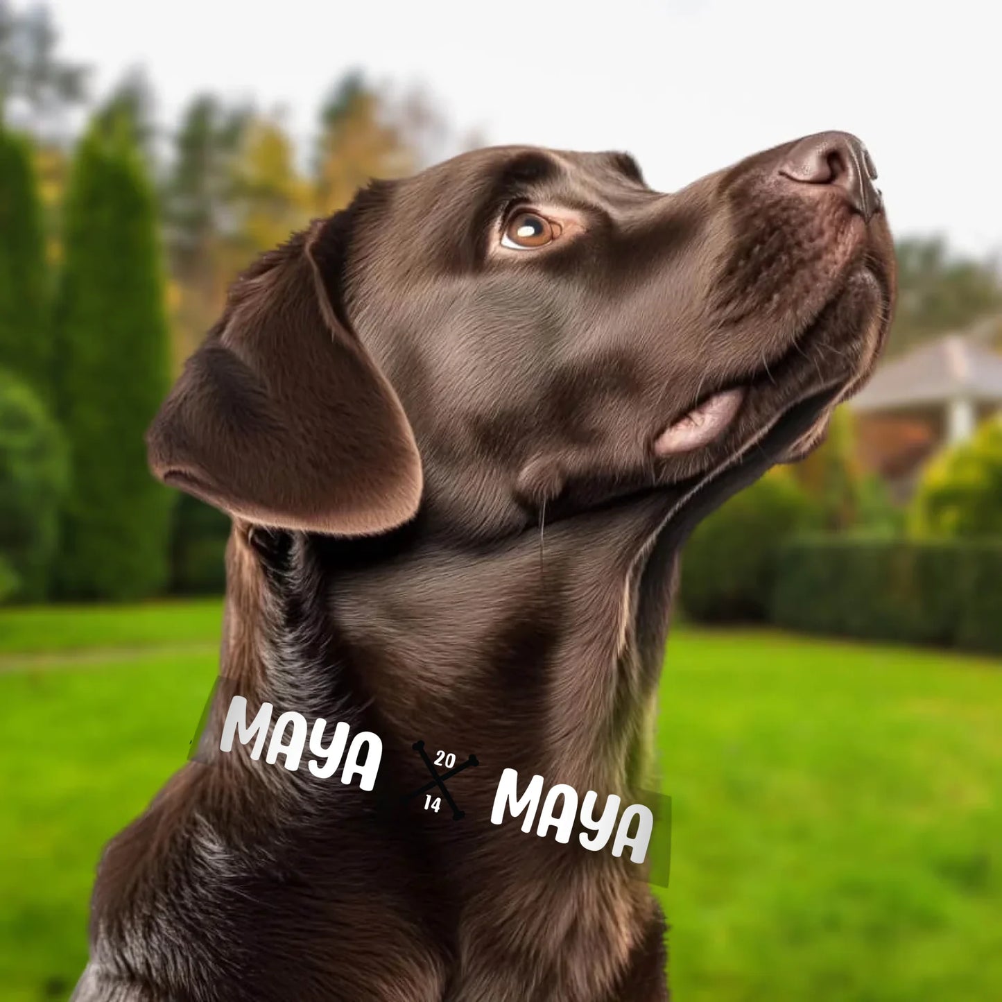 labrador