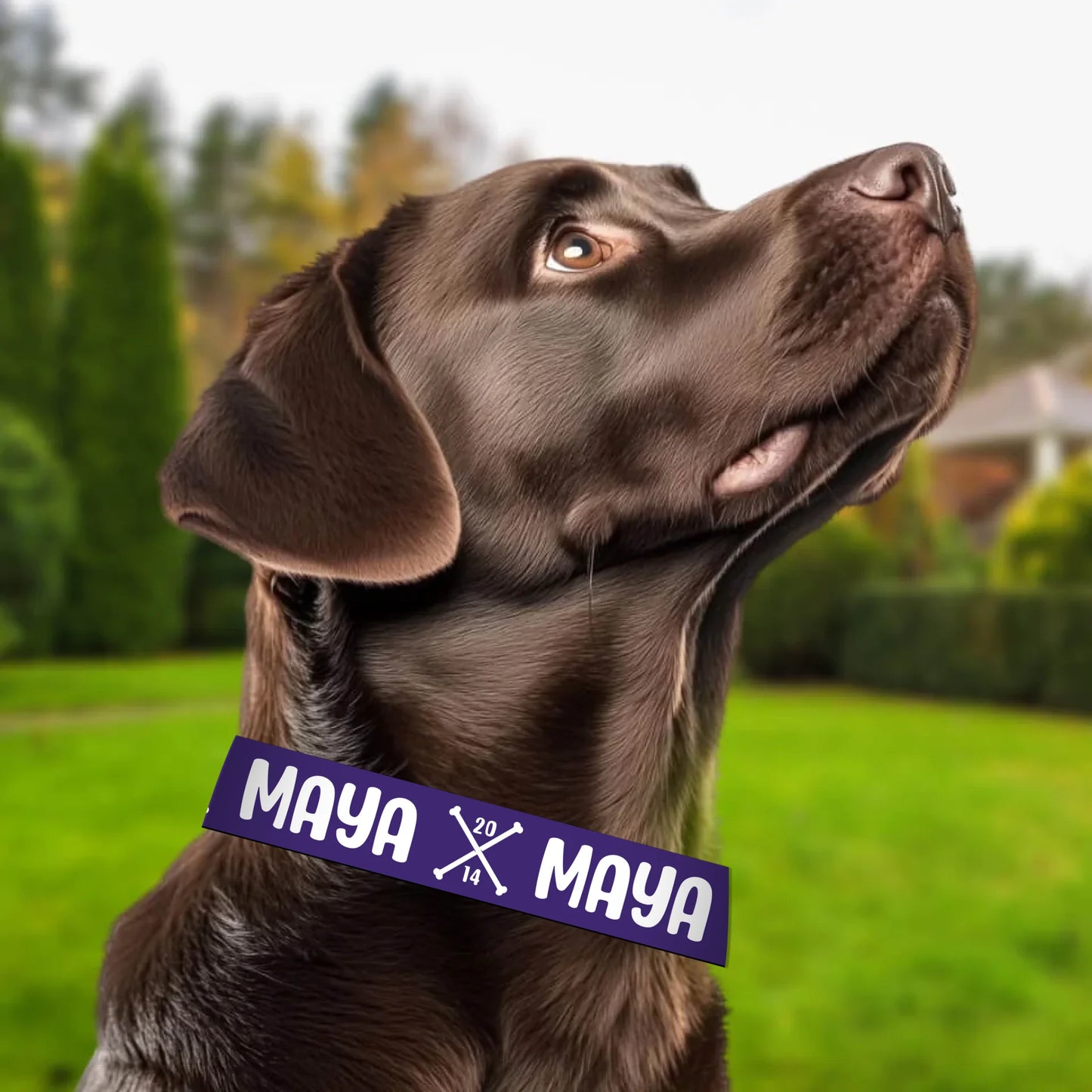 labrador