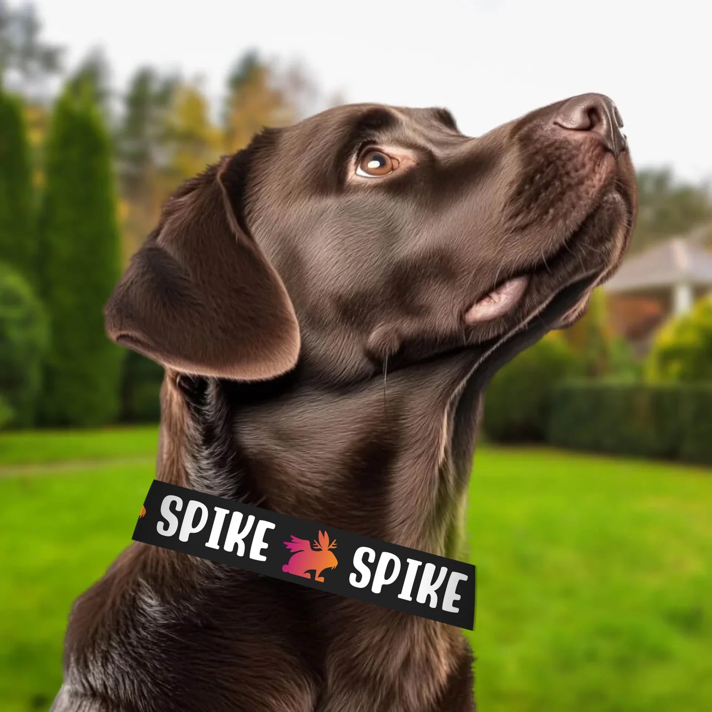 labrador