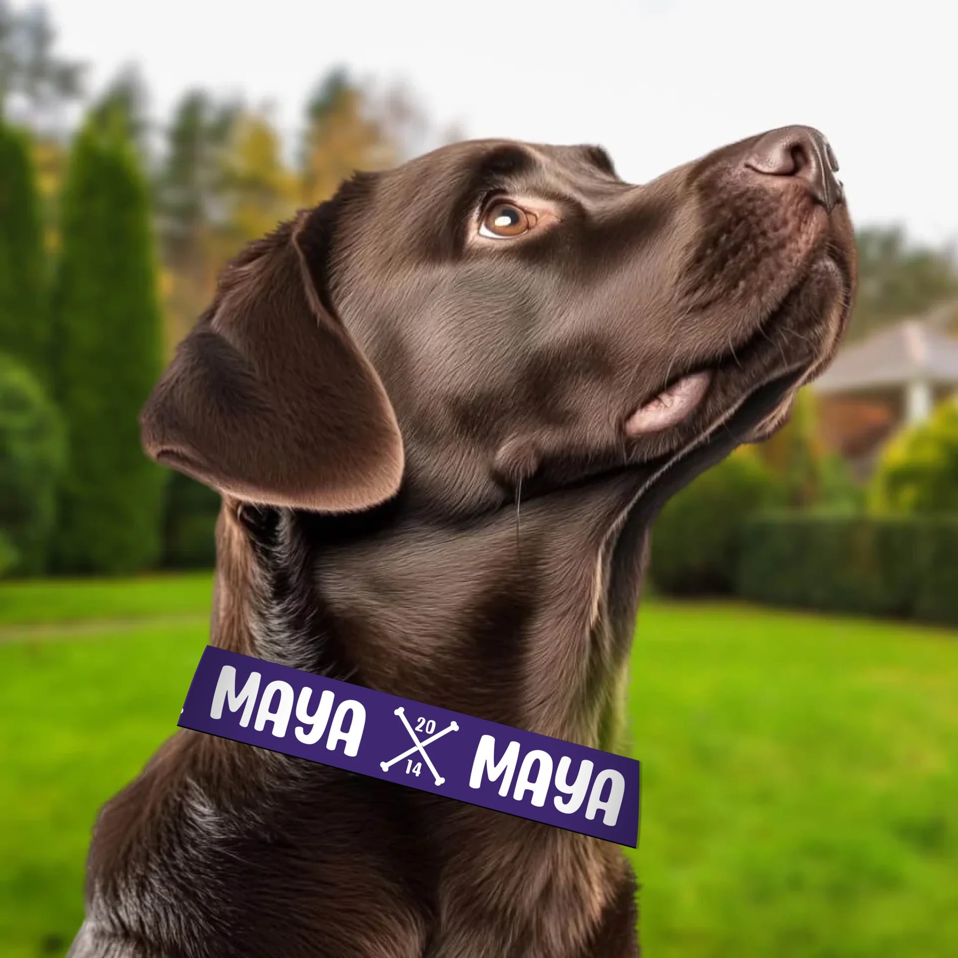 labrador