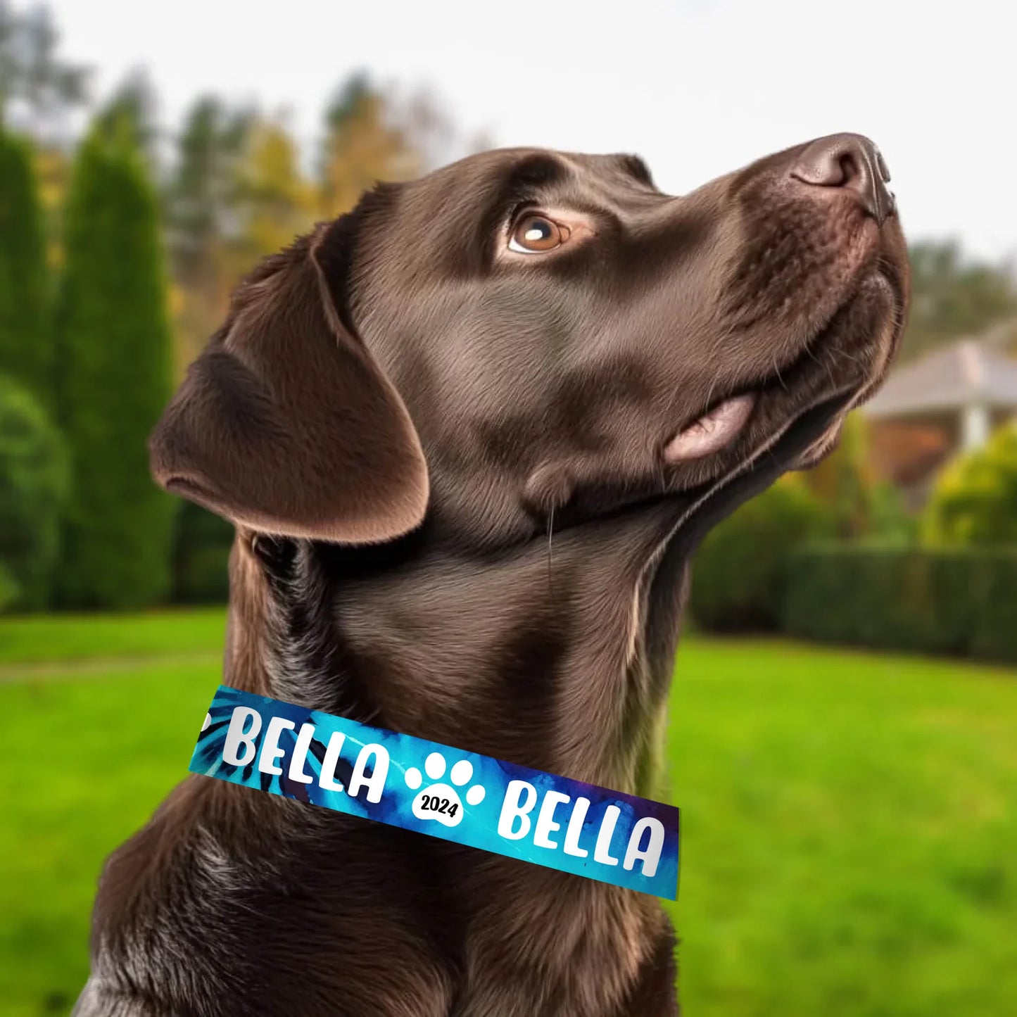 labrador