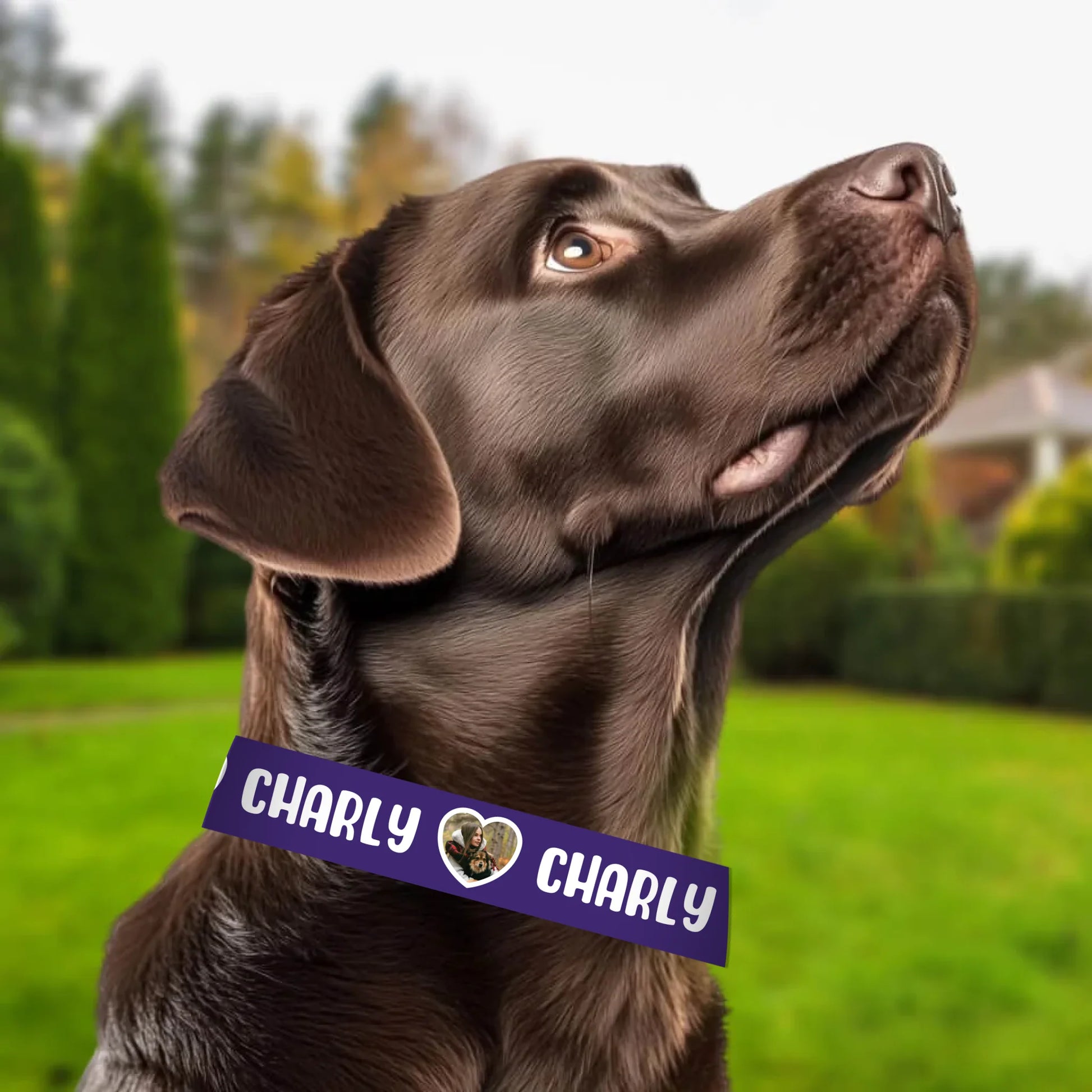 labrador