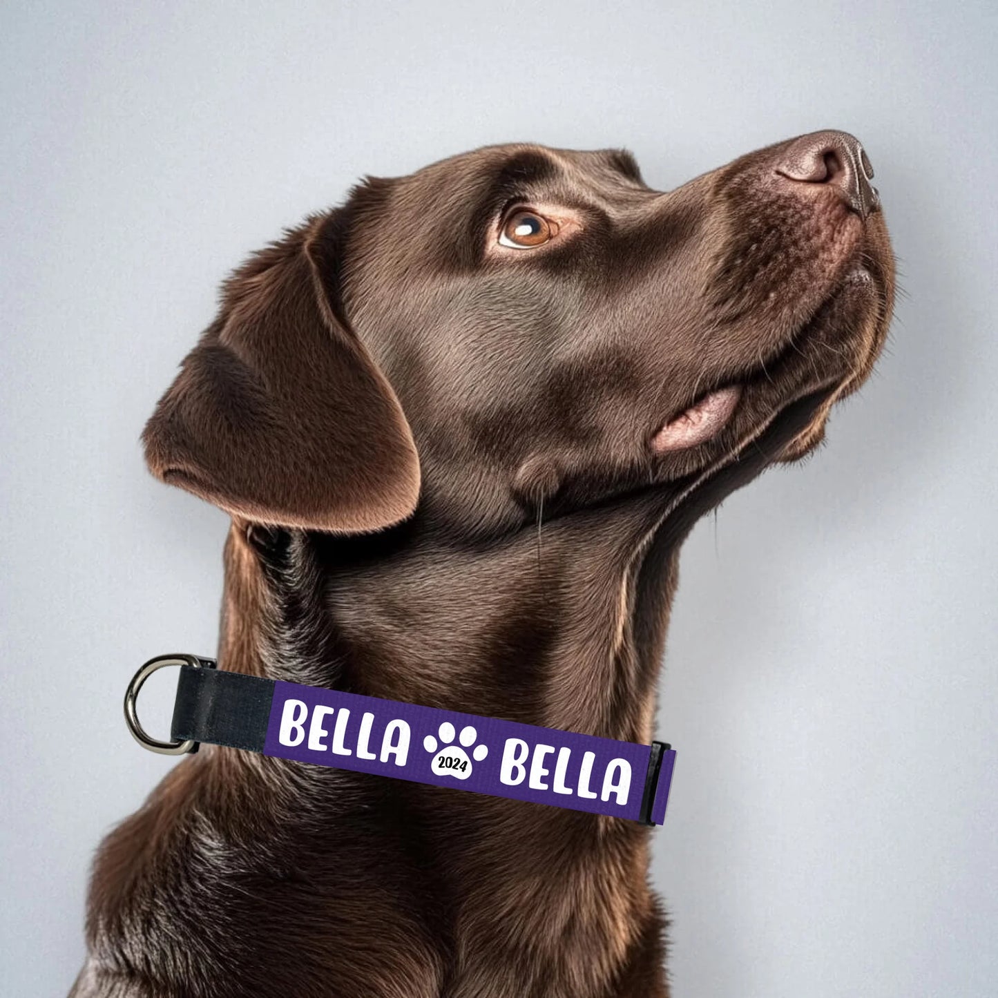 brown-labrador-mit-halsband