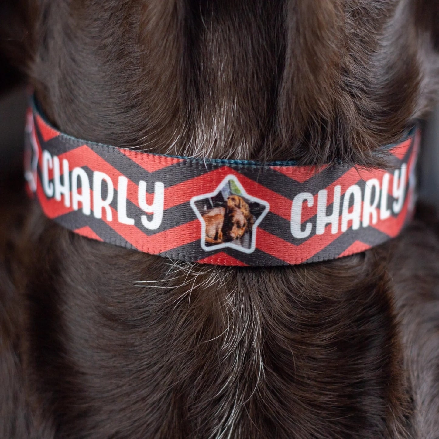 halsband-mit-sternfoto