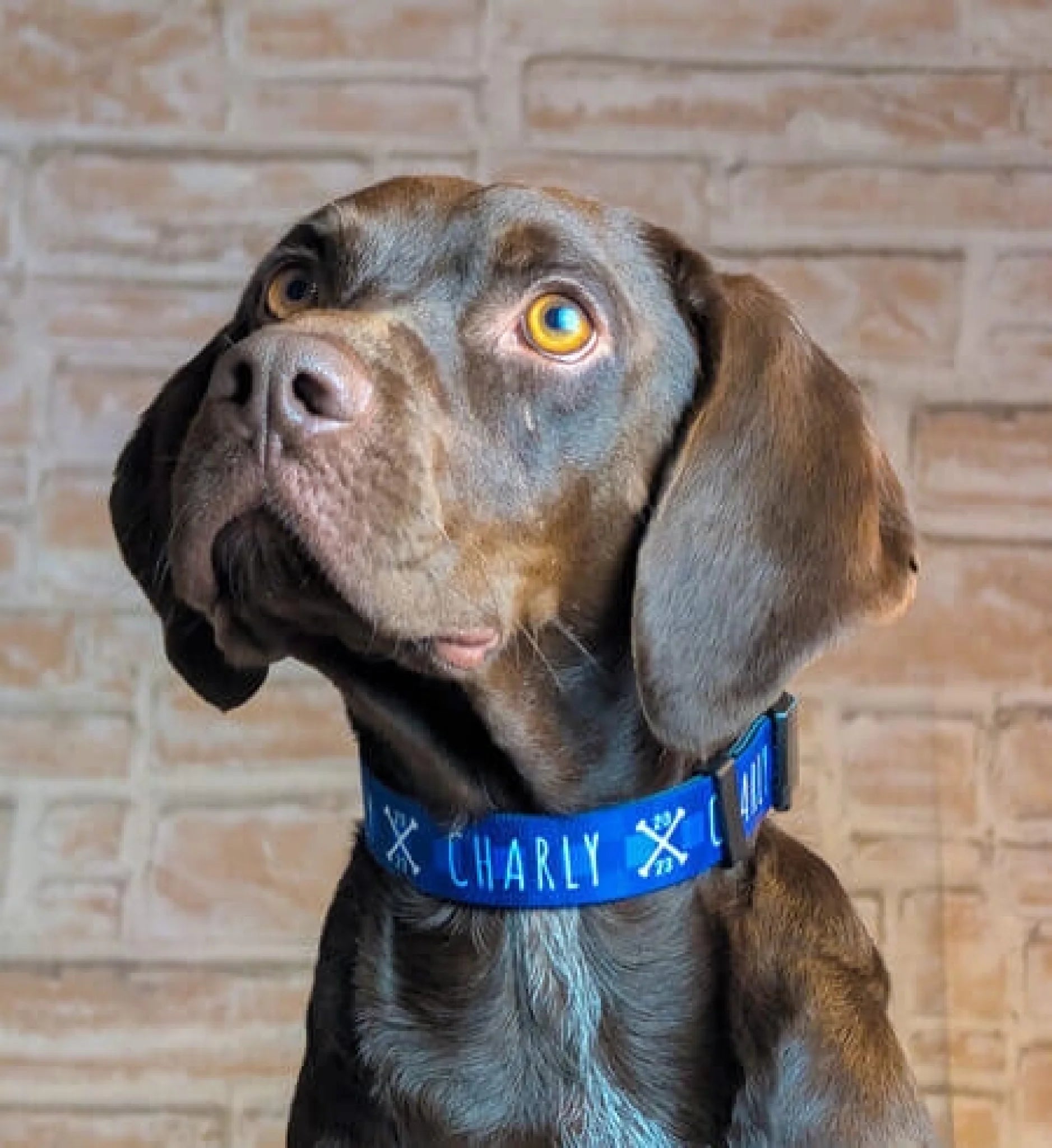 charly (1)