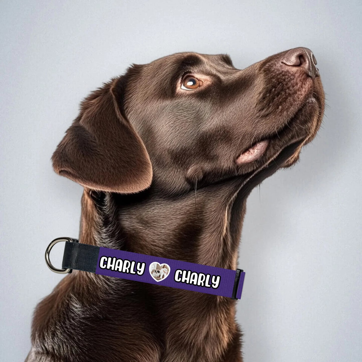 brown-labrador-mit-halsband