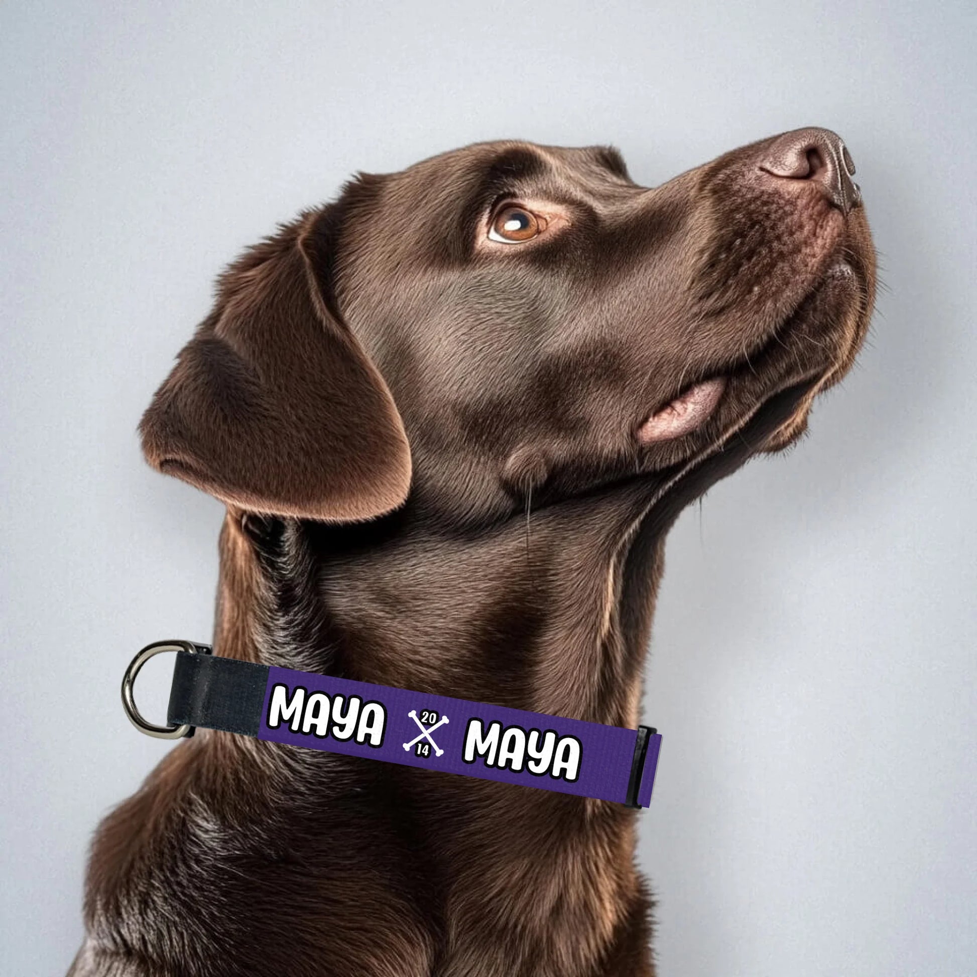 brown-labrador-mit-halsband