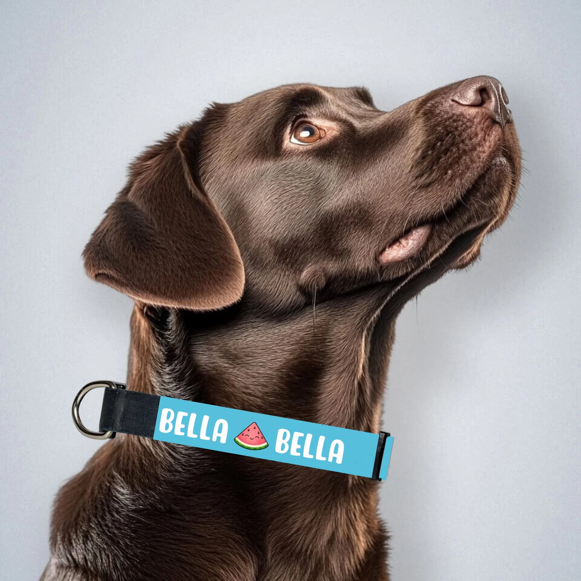 brown-labrador-mit-halsband