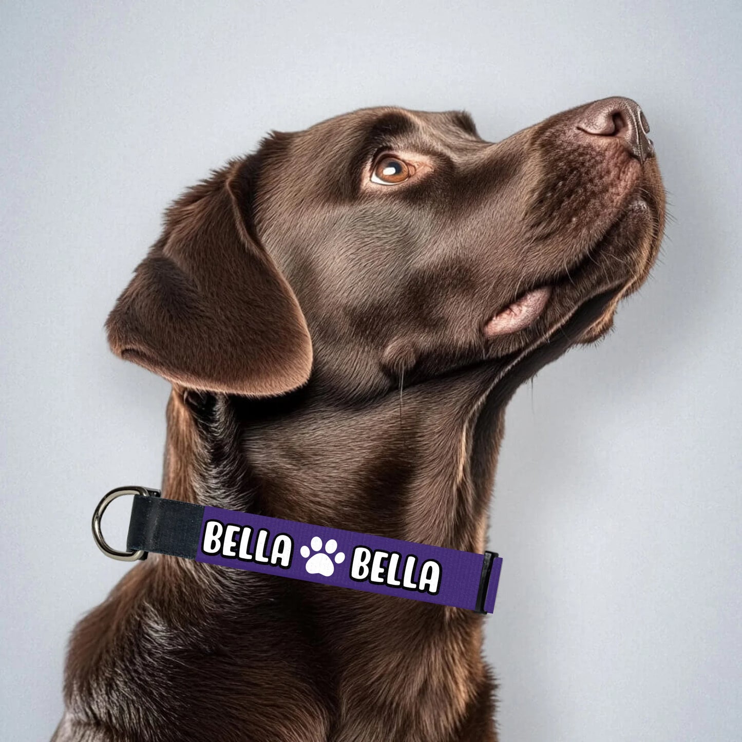 brown-labrador-mit-halsband