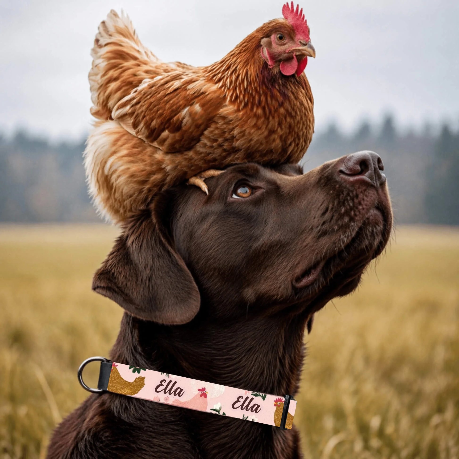 brown-labrador-mit-halsband
