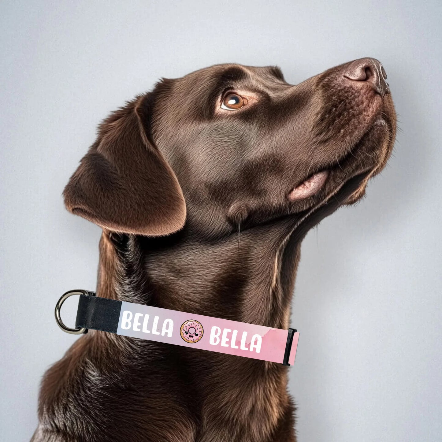 brown-labrador-mit-halsband