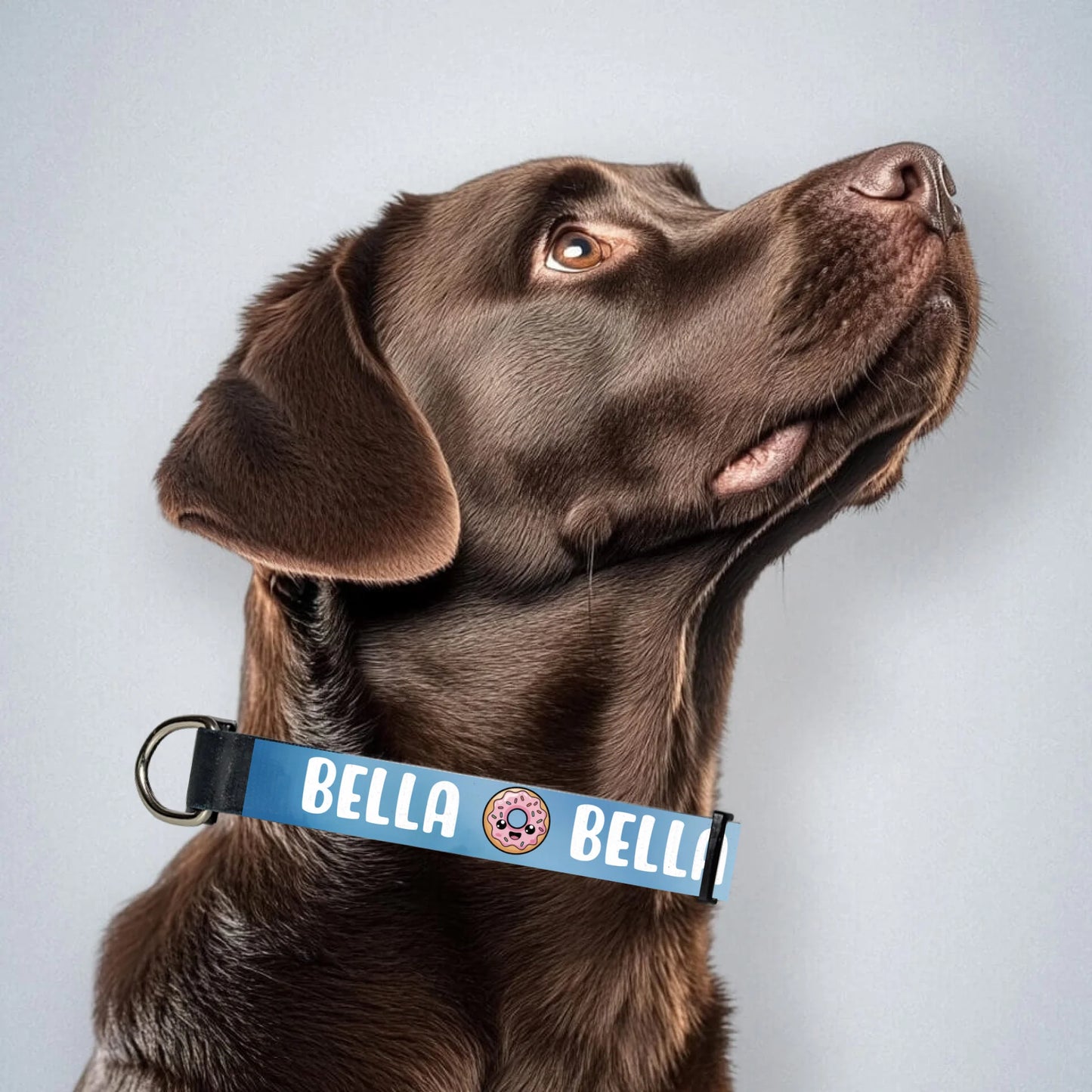 brown-labrador-mit-halsband