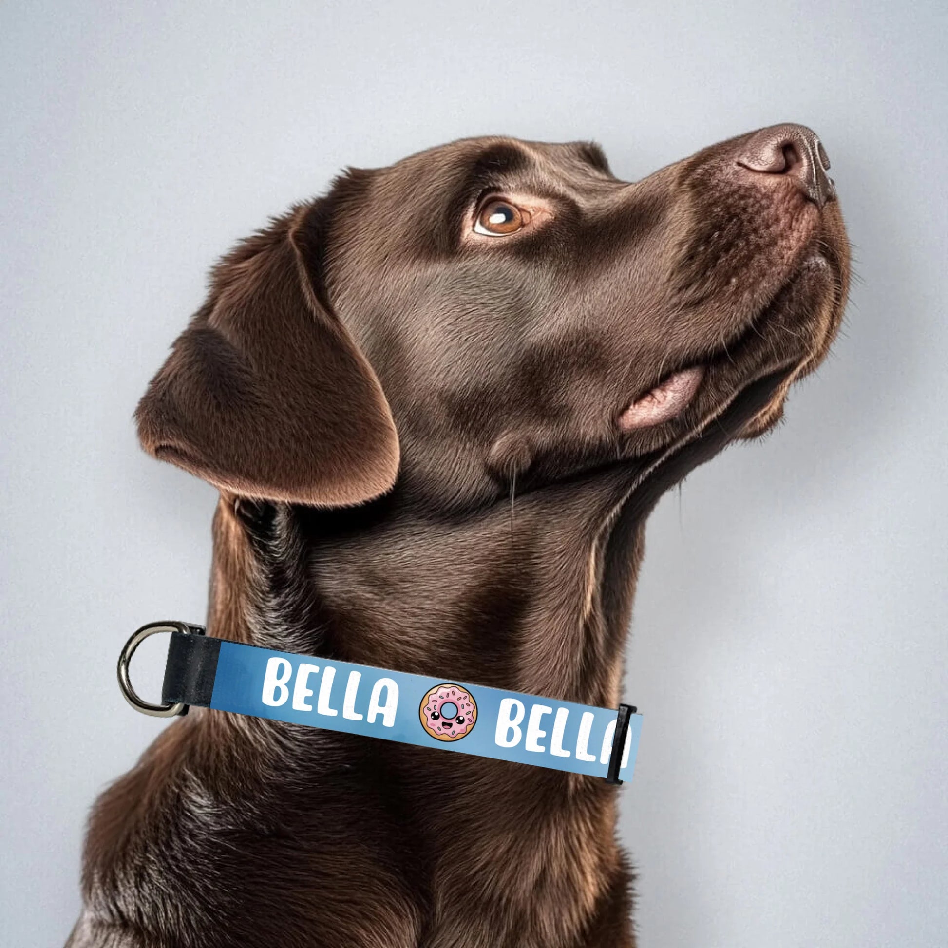 brown-labrador-mit-halsband