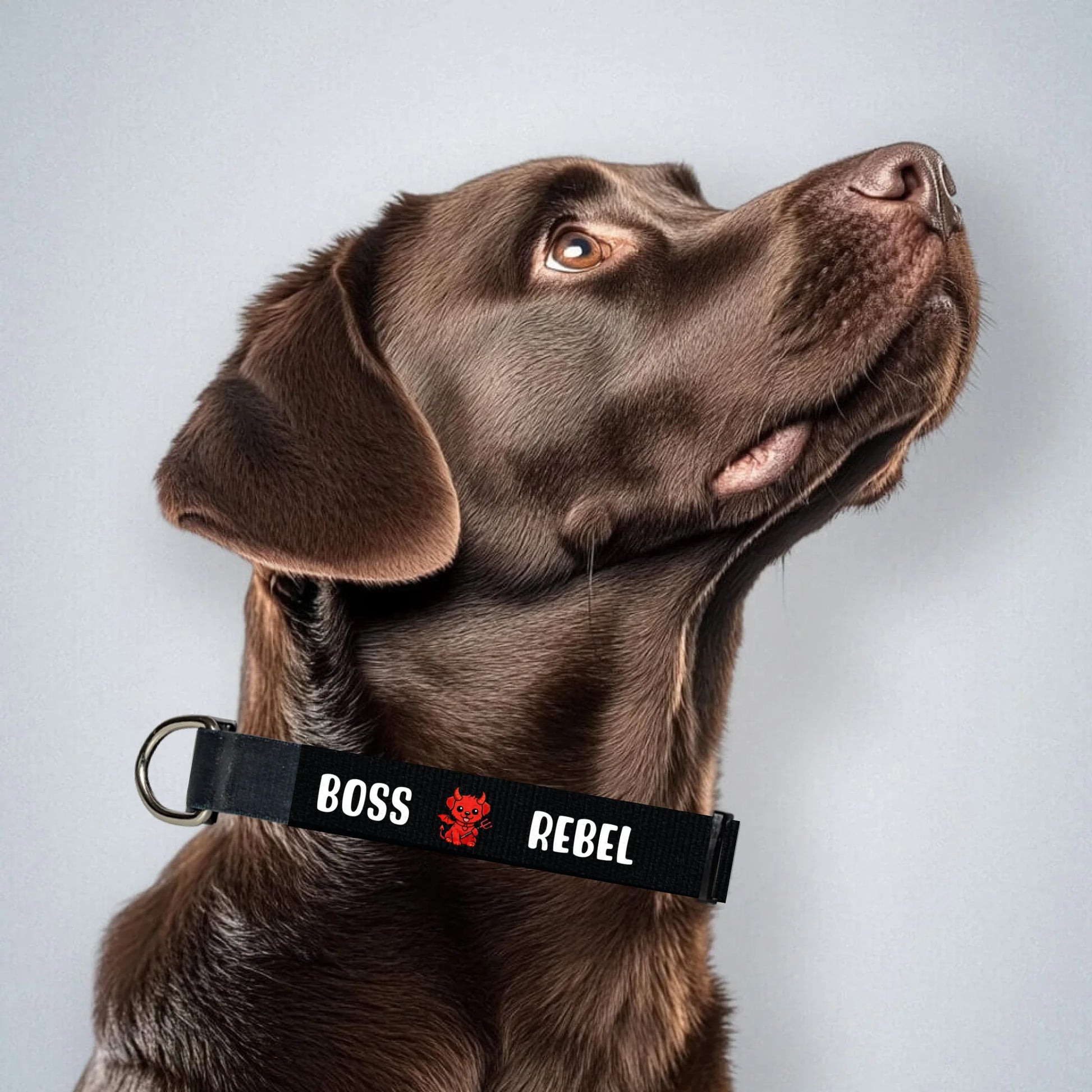 brown-labrador-mit-halsband