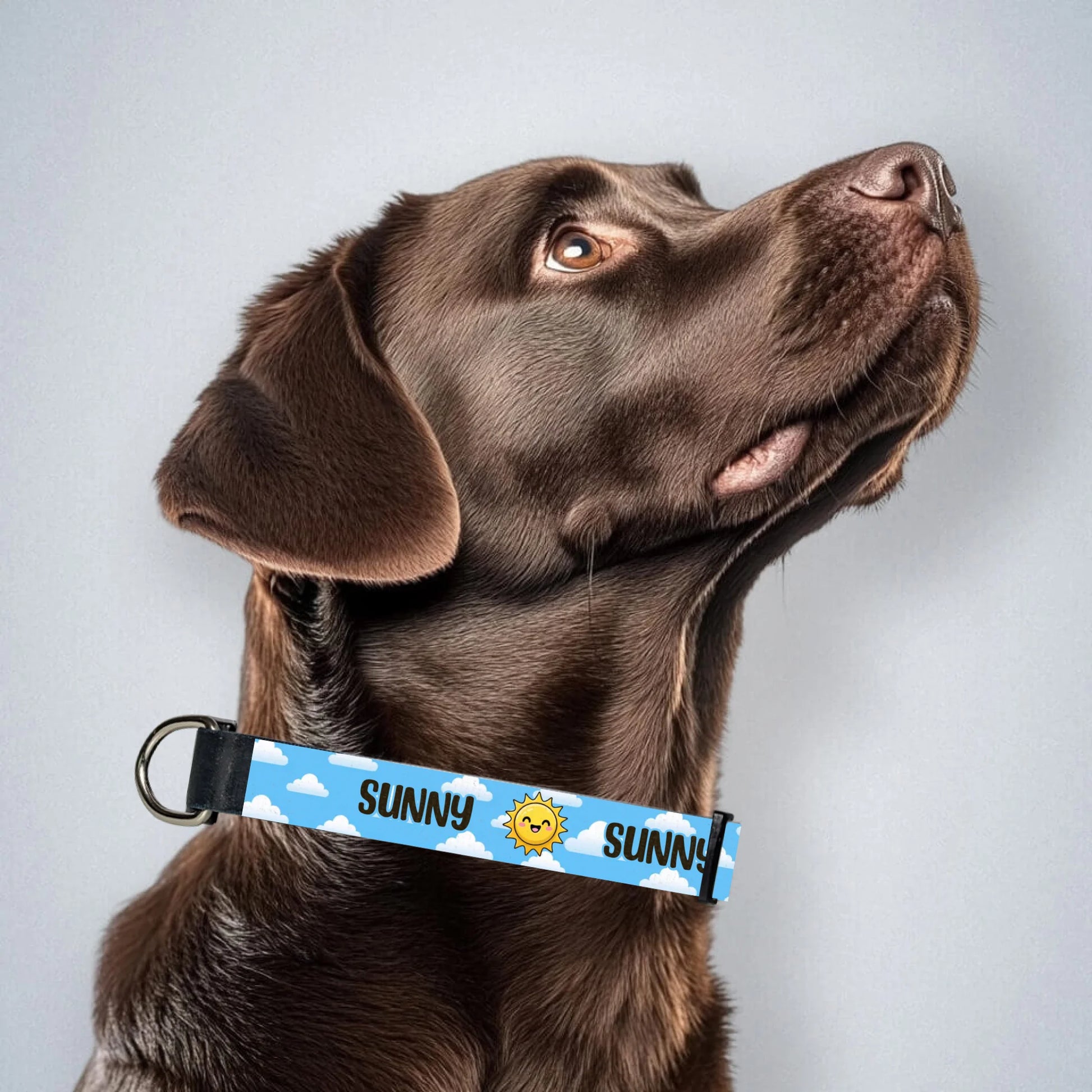 brown-labrador-mit-halsband